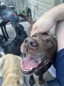 Chocolate Labrador