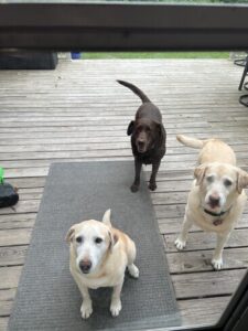 Chocolate Labrador