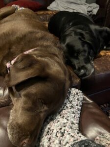 Chocolate Labrador