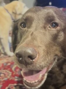 chocolate labrador retriever