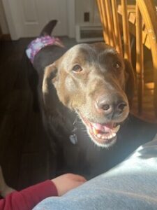 Chocolate Labrador Retriever