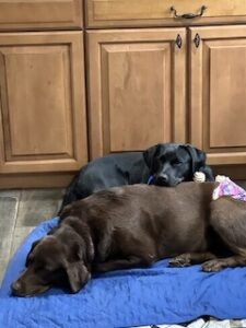 Chocolate Labrador Retriever