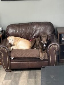 Chocolate Labrador Retriever