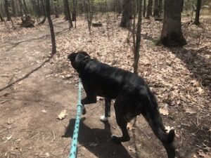 Black Labrador Retriever Mix