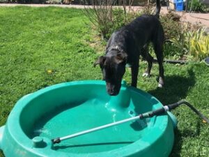 Black Labrador Retriever Mix