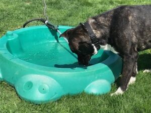 Black Labrador Retriever Mix