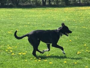 Black Labrador Retriever Mix