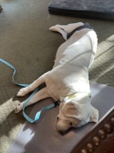 Yellow Labrador Retriever