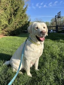 Yellow Labrador Retriever