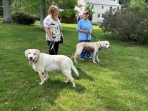 Yellow Labrador Retriever