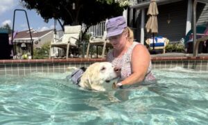 Yellow Labrador Retriever