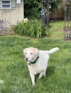 Yellow Labrador Retriever