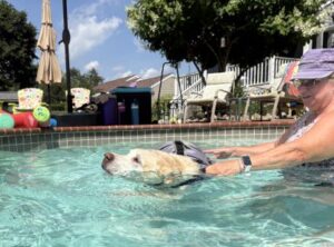 Yellow Labrador Retriever