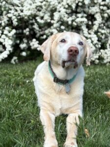Yellow Labrador Retriever