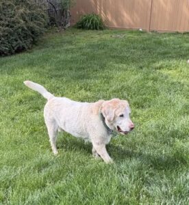 Yellow Labrador Retriever