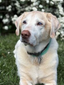 Yellow Labrador Retriever