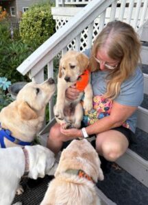 Yellow Labrador Retriever