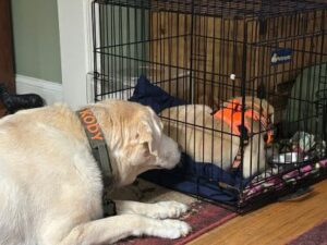 Yellow Labrador Retriever