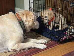 Yellow Labrador Retriever