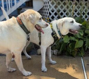 Yellow Labrador Retriever
