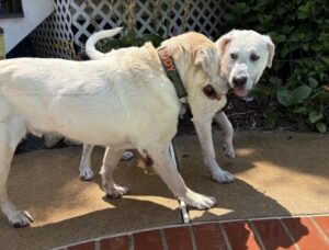 Yellow Labrador Retriever