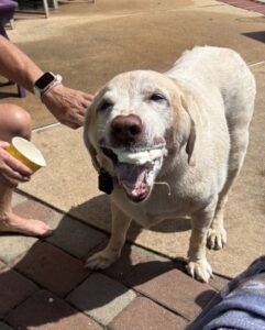 Yellow Labrador Retriever