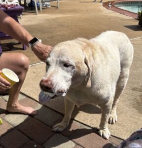Yellow Labrador Retriever