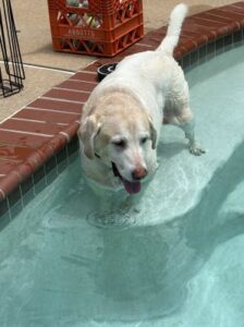 Yellow Labrador Retriever