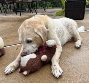 Yellow Labrador Retriever