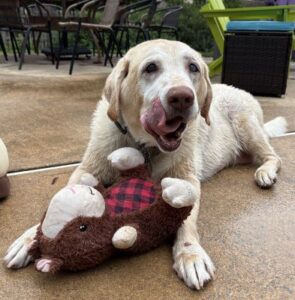 Yellow Labrador Retriever