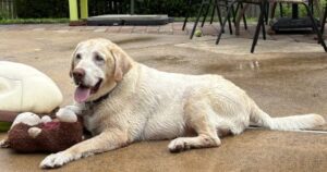 Yellow Labrador Retriever