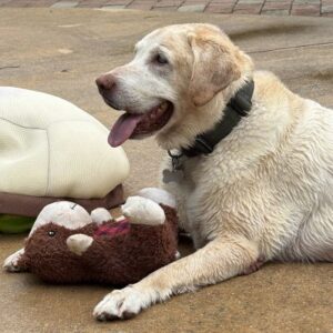 Yellow Labrador Retriever