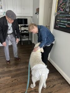 Yellow Labrador Retriever