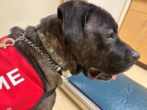 lab mix