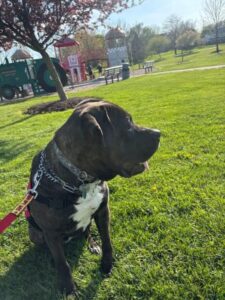 lab mix