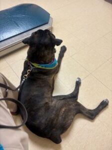lab mix