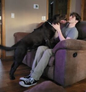 Chocolate Labrador Retriever