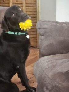 Chocolate Labrador Retriever