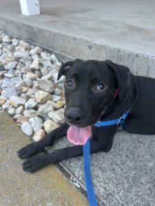 Black Labrador Mix