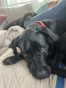 Black Labrador Mix