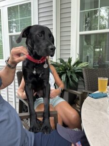 Black Labrador Mix