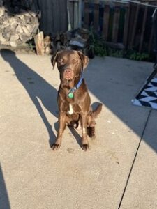 Chocolate Labrador Retriever