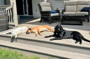 Yellow Labrador Retriever