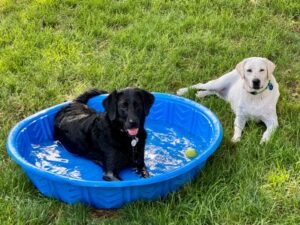 Yellow Labrador Retriever
