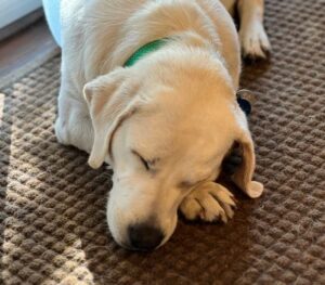 Yellow Labrador Retriever