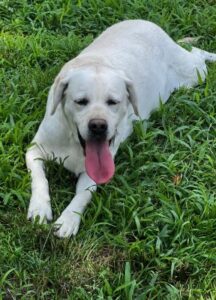 Yellow Labrador Retriever