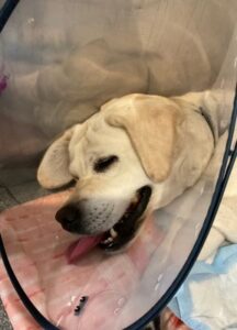 Yellow Labrador Retriever