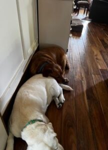 Yellow Labrador Retriever