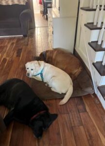 Yellow Labrador Retriever