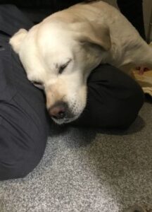 Yellow Labrador Retriever